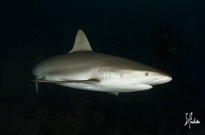 This image was taken on the third dive of the afternoon a... by Steven Anderson 